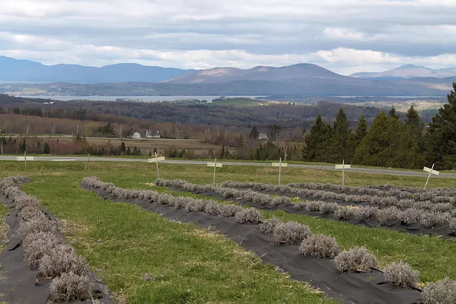 View from Lavender Essentials of Vermont - JULIA SHIPLEY
