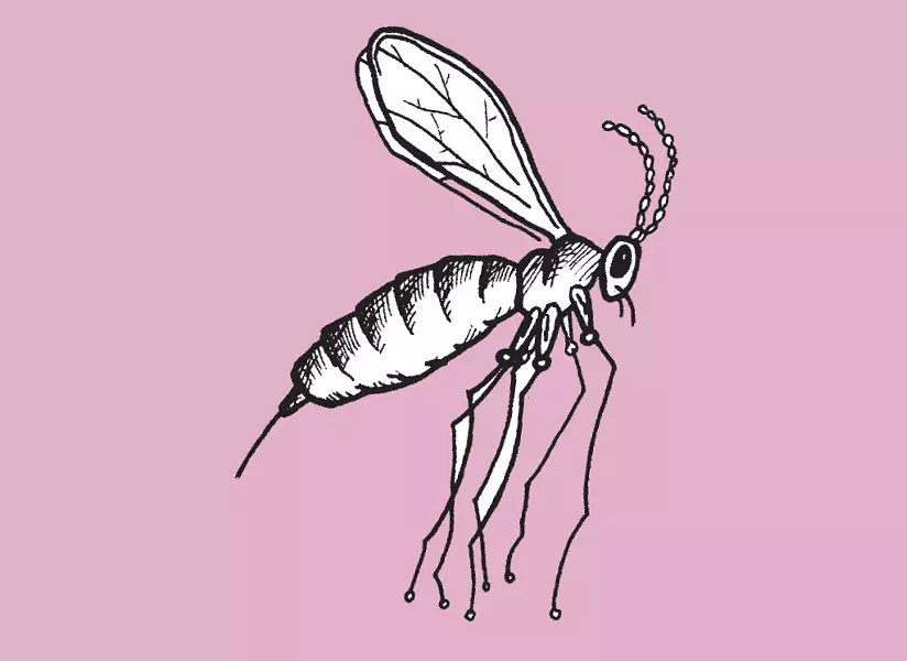 Swede midge - MATT MORRIS