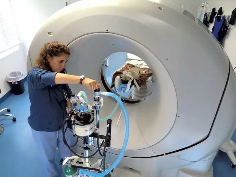 Michelle Senna assisting Gizmo the pug in getting a CT scan - MATTHEW THORSEN