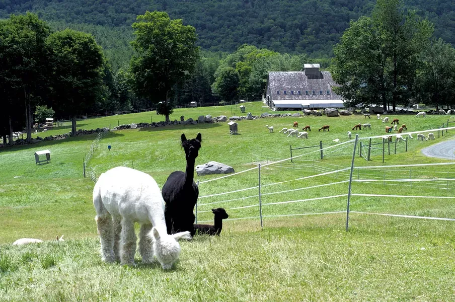 Alpacas at Cas-Cad-Nac Farm - HANNAH PALMER EGAN