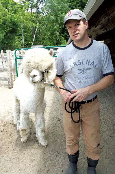 Ian Lutz moving a male alpaca to the barn for breeding - HANNAH PALMER EGAN