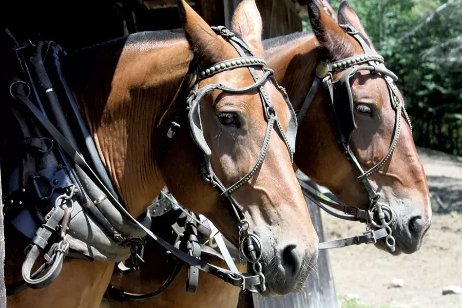 Ted and Petey, two of Carl Russell's 14-year-old draft horses - KEN PICARD