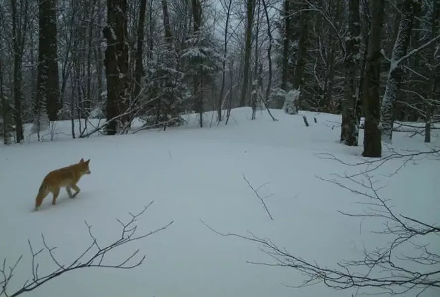 Fox - COURTESY OF JENS HILKE