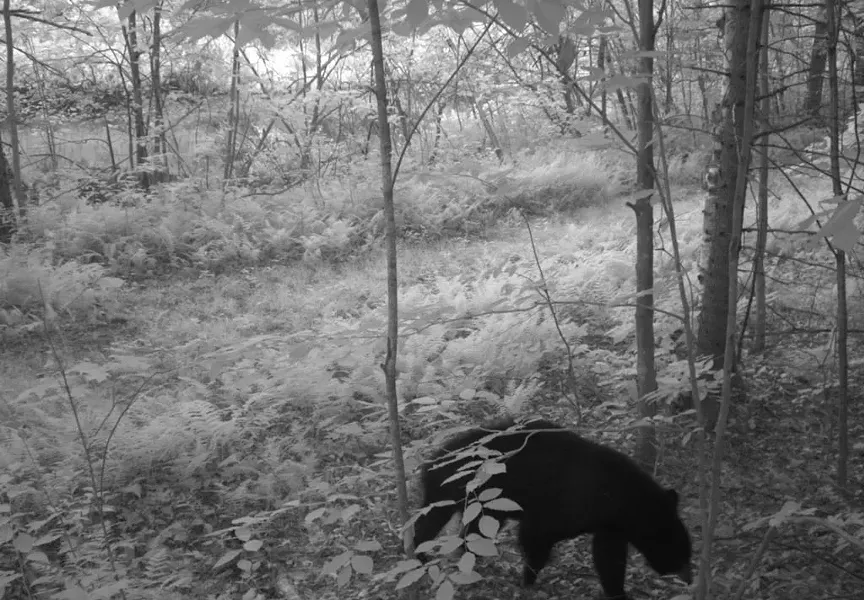Bear - COURTESY OF JENS HILKE