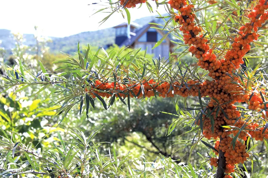 Seaberry tree - COURTESY OF VERMONT SEABERRY COMPANY