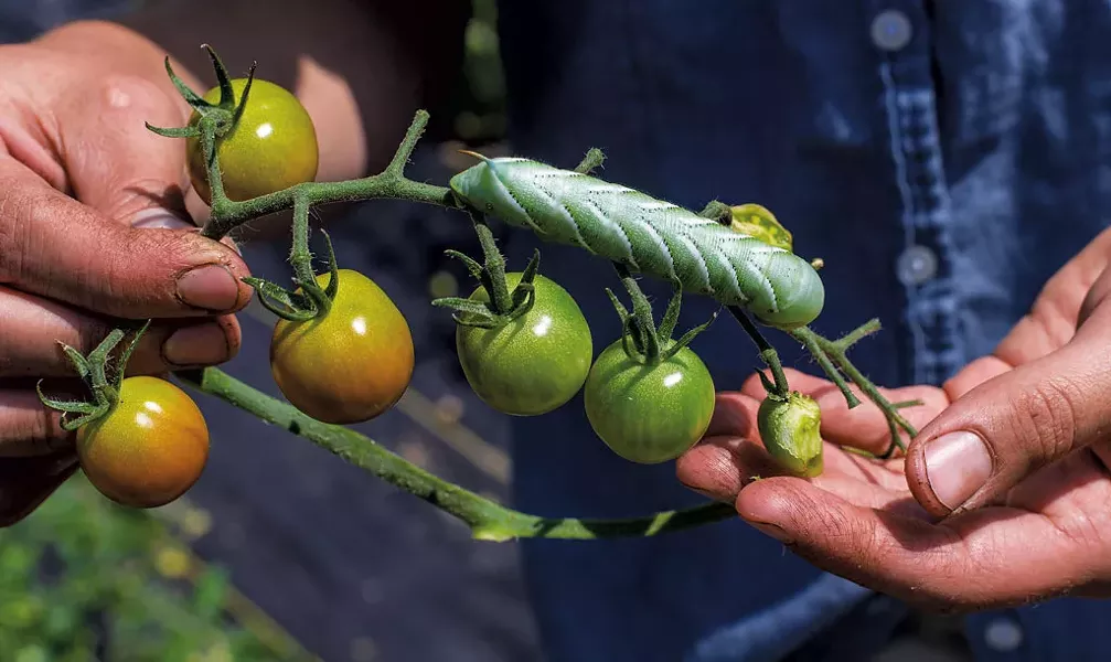 A hornworm on a tomato plant at Arbor Farmstead - GLENN RUSSELL