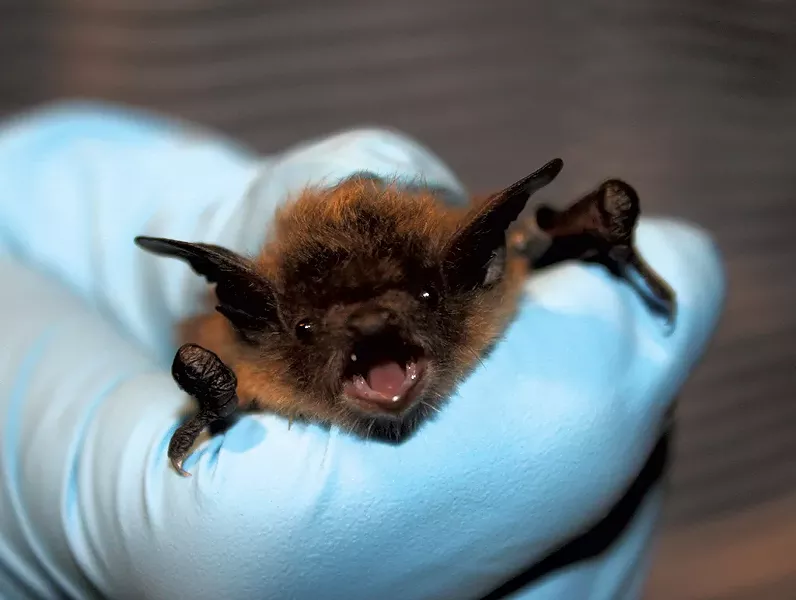 U.S. Fish & Wildlife Service biologist holding a little brown bat - U.S. FISH & WILDLIFE SERVICE/ ANN FROSCHAUER