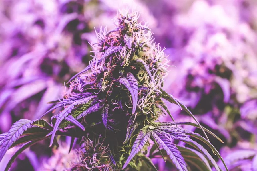 Dank lookin' nugs - TAISACANKYLE | DREAMSTIME.COM