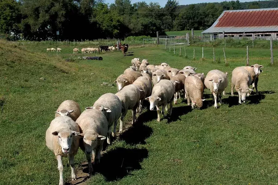 Parsons' Farm in Richford - COURTESY OF PARSONS' FARM