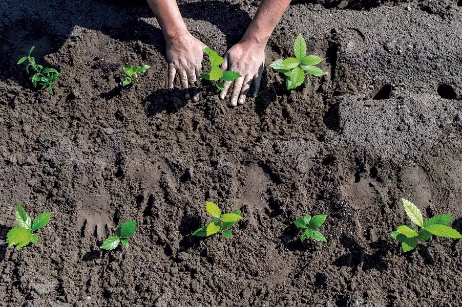Emily Anderson planting slippery elm seedlings at the Intervale Conservation Nursery in Burlington - GLENN RUSSELL