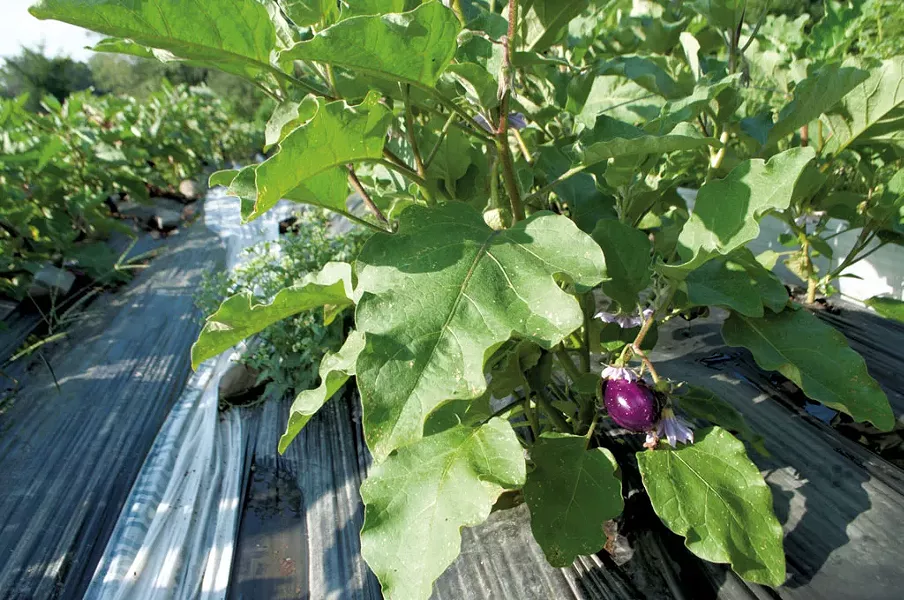 Eggplant - HANNAH PALMER EGAN