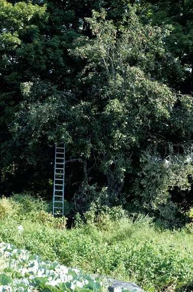 Apple tree - HANNAH PALMER EGAN