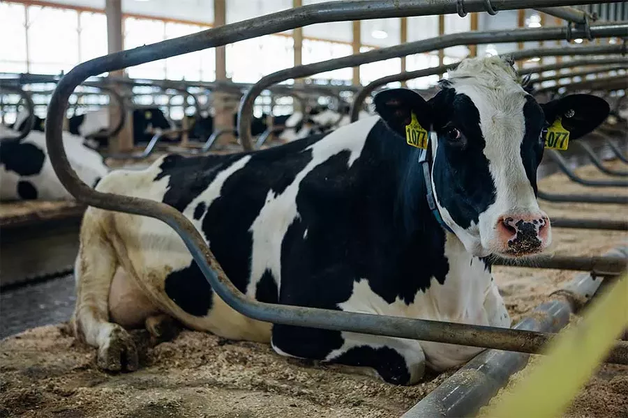 A cow lounging on her waterbed at Foster Brothers Farm in Middlebury - COURTESY OF CABOT CREAMERY CO-OPERATIVE