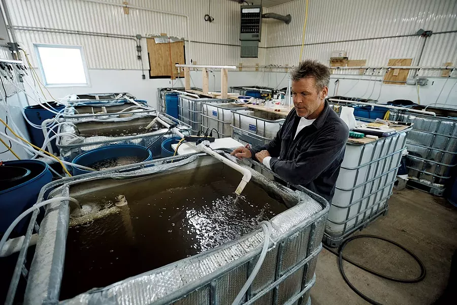 John Brawley with his shrimp nursery tanks - BEAR CIERI