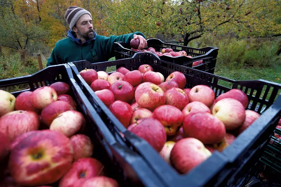 Teddy Weber with his apple harvest for Tin Hat Cider at an orchard in Waitsfield - JEB WALLACE-BRODEUR