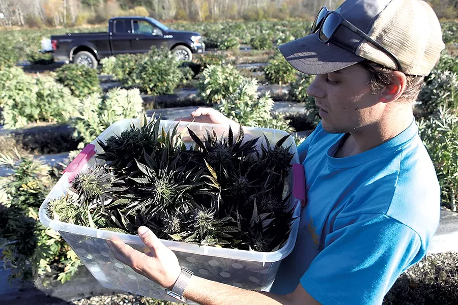 Sam Markowski preparing to send hemp through a de-stemmer - KEVIN MCCALLUM