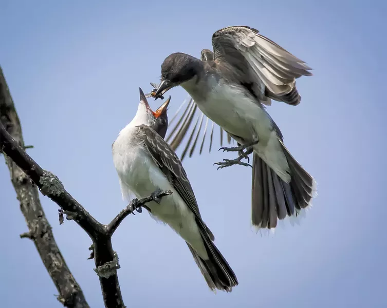 Eastern kingbird feeding a Japanese beetle to its fledgling at Colchester Pond - PETER RILEY