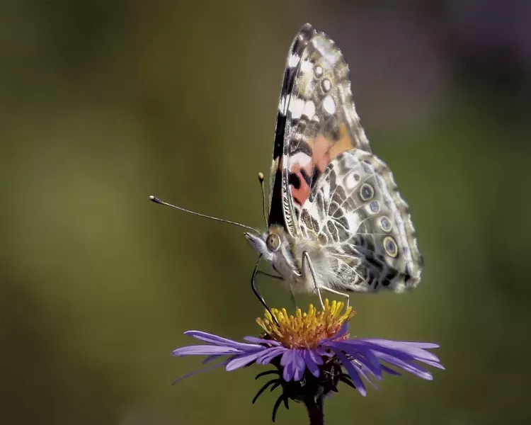 A painted lady at Colchester Pond - PETER RILEY