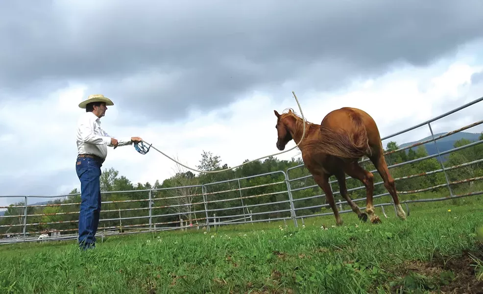 Hayes swinging a rope in Austin's direction to make him trot - MATTHEW THORSEN