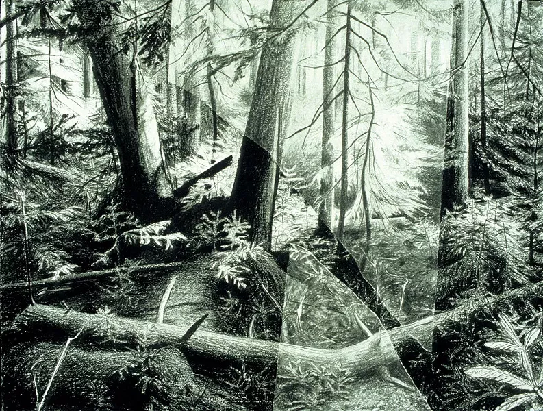 "Old Growth in the White Mountains #2"