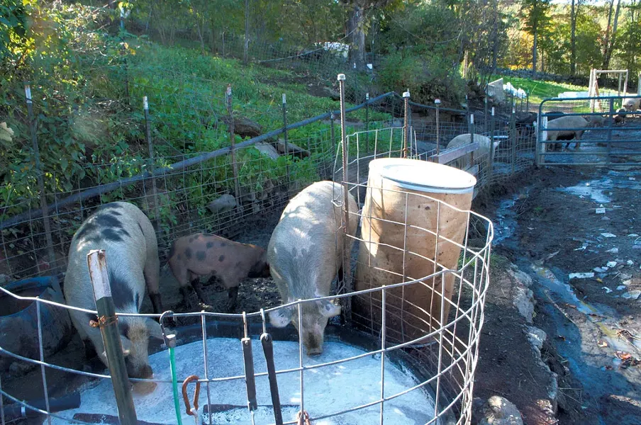 Pigs drinking whey from Vermont Creamery - HANNAH PALMER EGAN