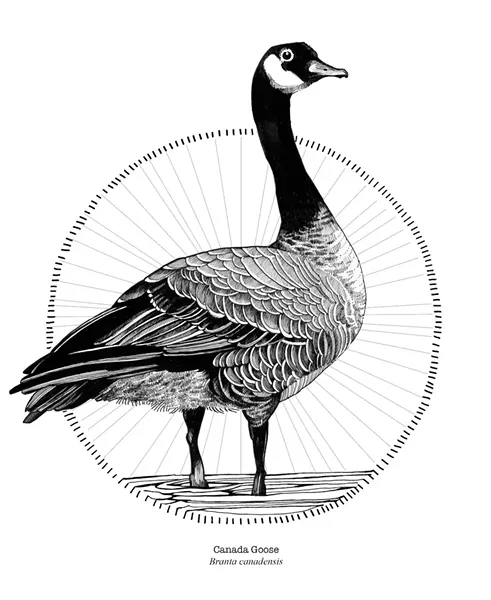 Drawing from Hilary Glass' bird calendar - COURTESY PHOTO