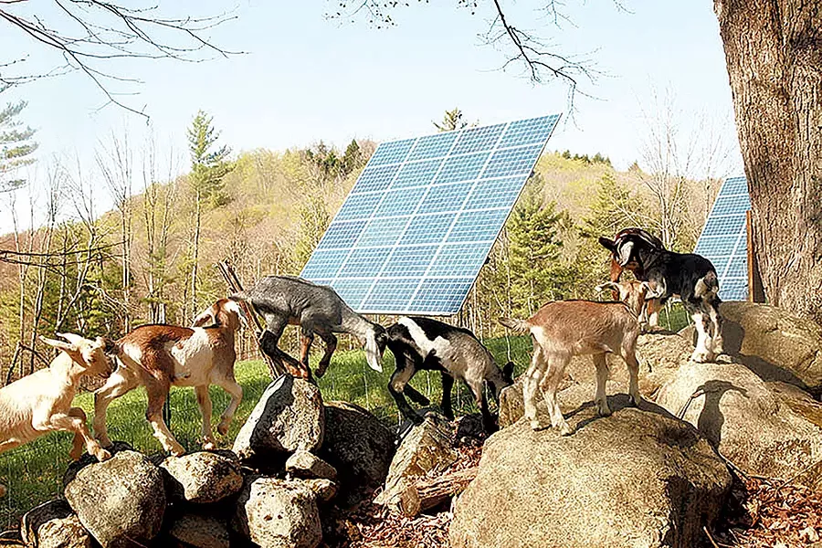 The goats of Big Picture Farm with USDA-funded solar panels - COURTESY OF BIG PICTURE FARM
