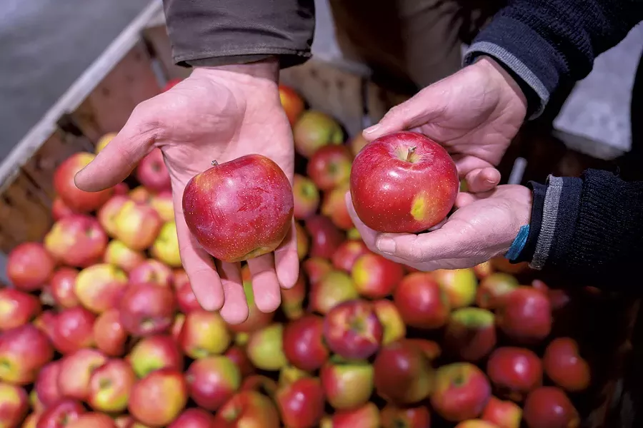 Champlain Orchards apples - CALEB KENNA
