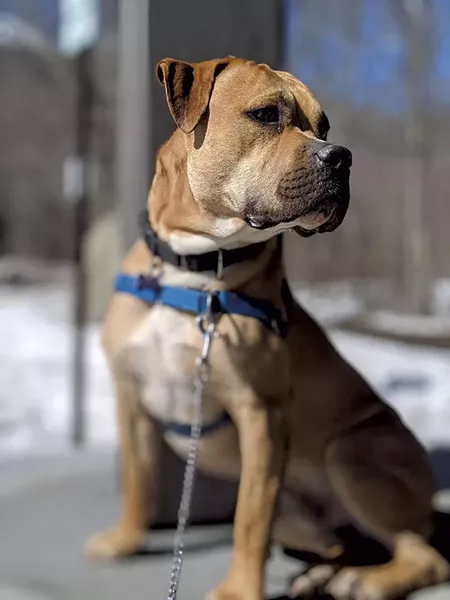 Chase from All Breed Rescue - COURTESY OF ALL BREED RESCUE