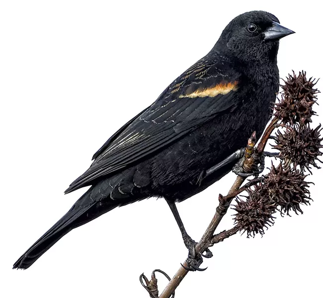 Red-winged blackbird - © DREAMSTIME/MARK HRYCIW