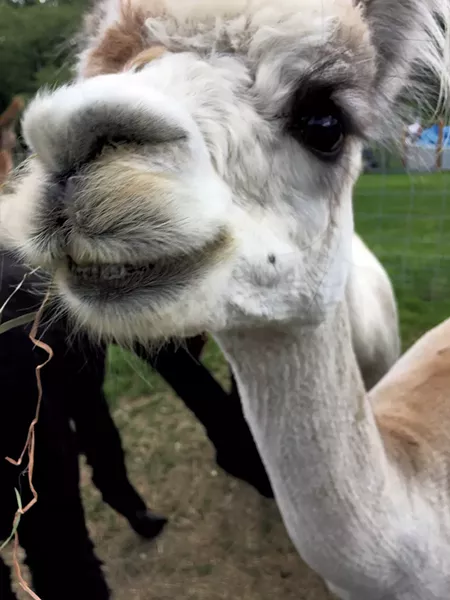 Wright Choice Alpacas farm - PAMELA POLSTON