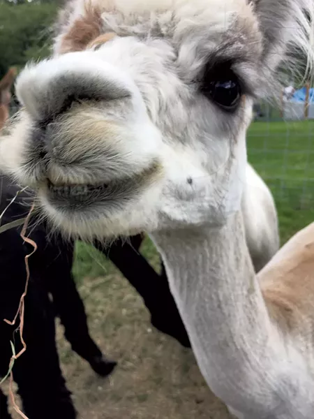 Wright Choice Alpacas farm - PAMELIA POLSTON