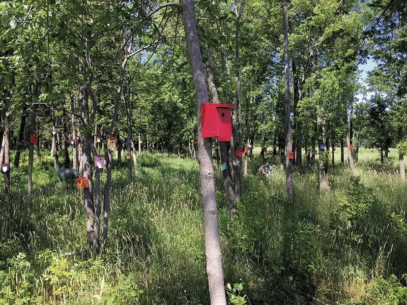 Birdhouse Forest - SASHA GOLDSTEIN