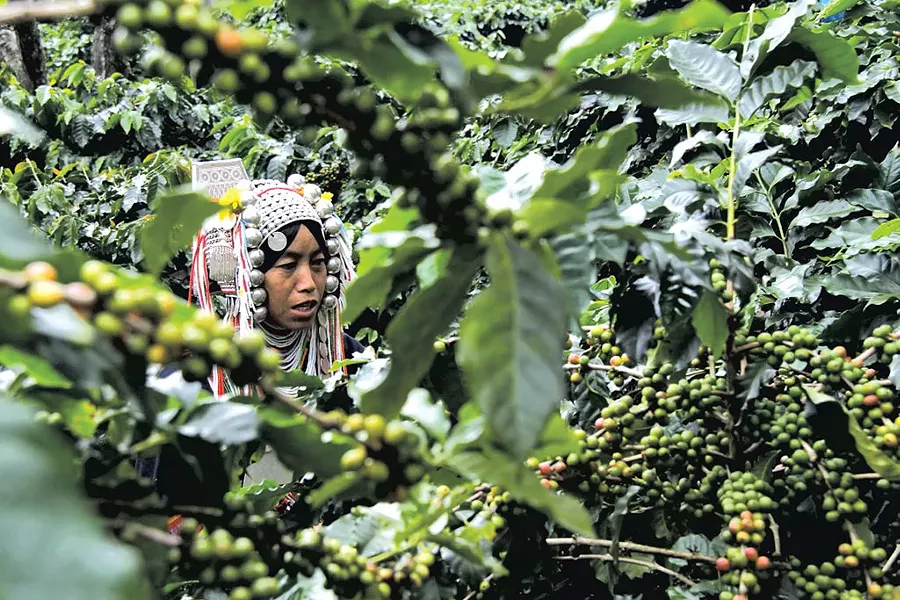 Akha woman picking coffee - COURTESY OF MARK PENDERGRAST