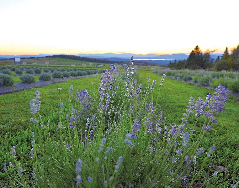 Lavender Essentials of Vermont - COURTESY OF LAVENDER ESSENTIALS OF VERMONT