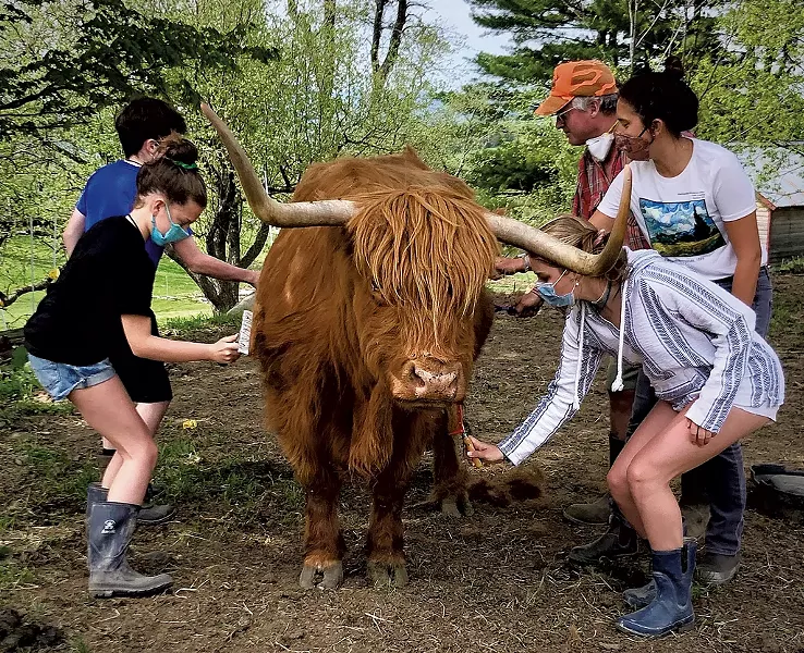 Combing a Highland cow at Greenfield Highland Beef - COURTESY OF OPEN FARM WEEK