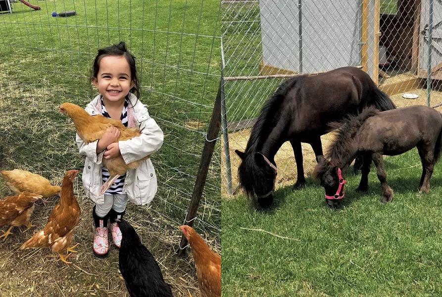 Checking out chickens and horses at the Miniature Farm - COURTESY OF OPEN FARM WEEK