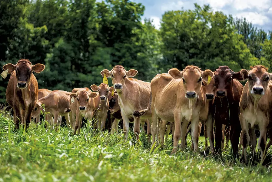 Jersey calves in a pasture at Stony Pond Farm - GLENN RUSSELL