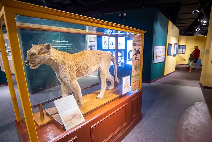 A stuffed catamount at the Vermont History Museum - JEB WALLACE-BRODEUR