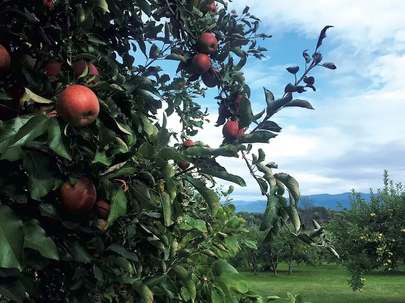 Windfall Orchard - JORDAN BARRY ©️ SEVEN DAYS