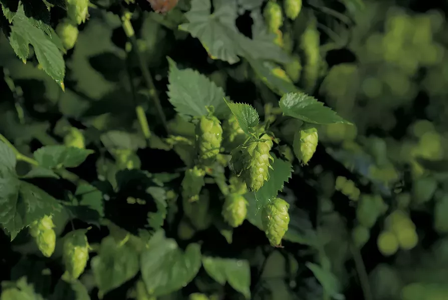 Hops at Champlain Valley Hops - JAMES BUCK