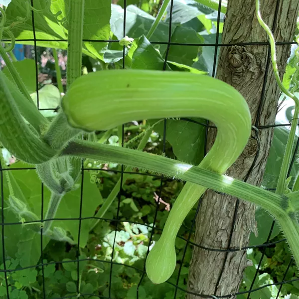 Trombetta di Albenga growing in the garden - MELISSA PASANEN ©️ SEVEN DAYS