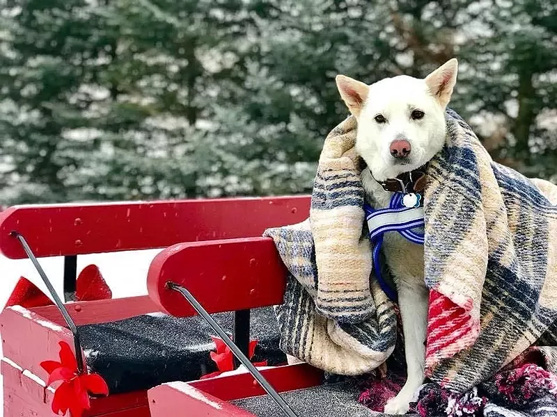 Sleigh rides through the seasons with Lajoie Stables - COURTESY OF LAJOIE STABLES