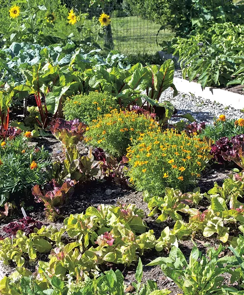 COURTESY OF RED WAGON PLANTS