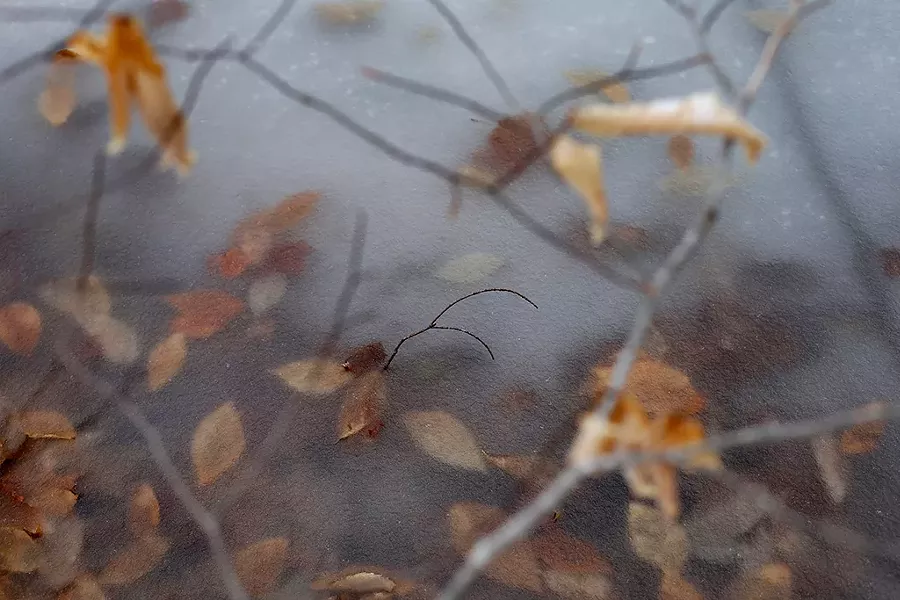 Strafford's Podunk Wildlife Management Area - SARAH PRIESTAP