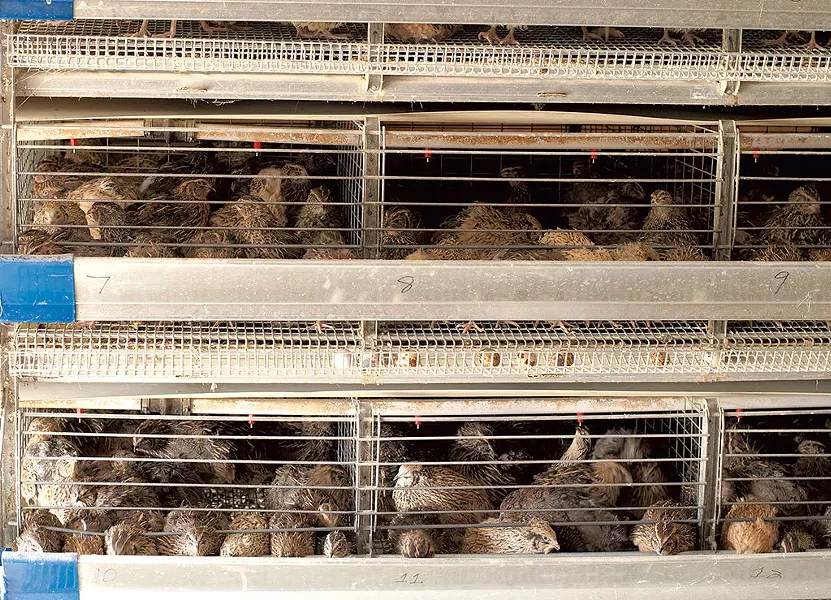 The quail breeding flock - HANNAH PALMER EGAN