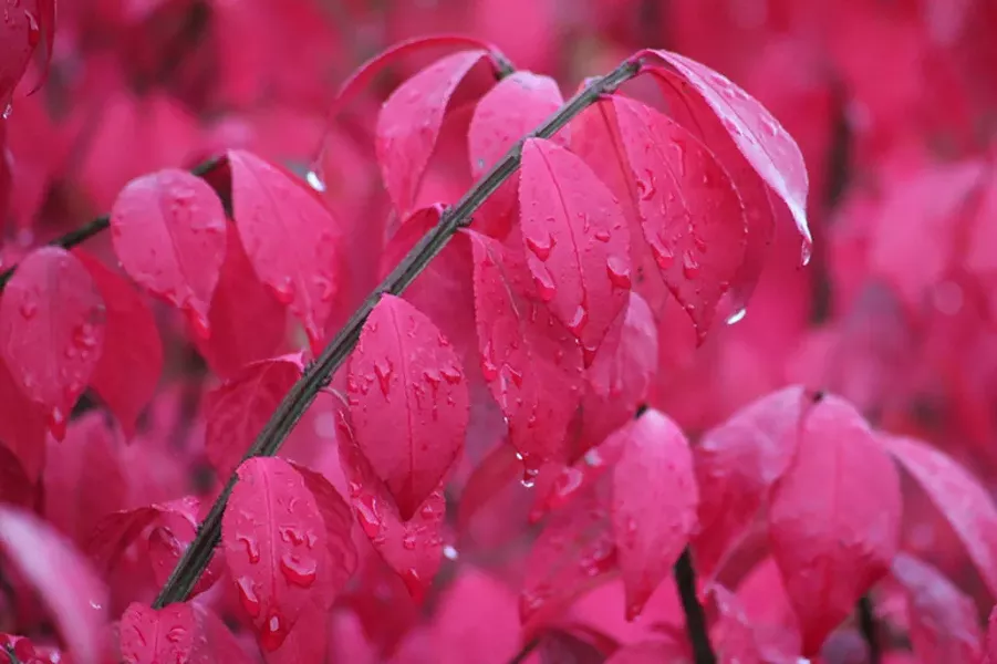 Burning bush (Euonymous alatus)