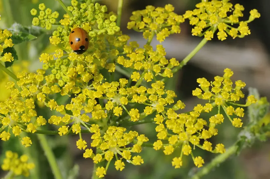 Wild parsnip (Pastinaca sativa)
