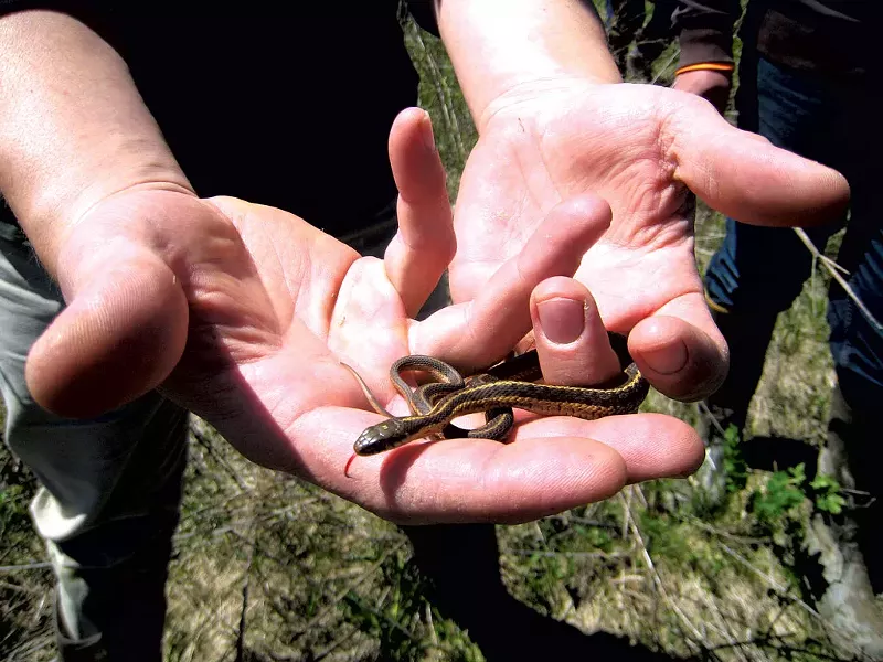 Garter snake - ETHAN DE SEIFE