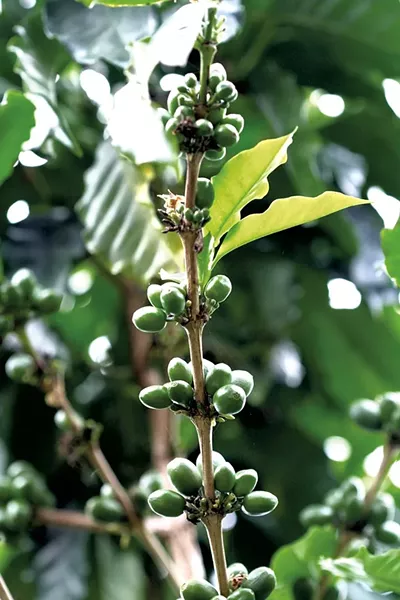 Coffee plant - FILE: SUZANNE PODHAIZER